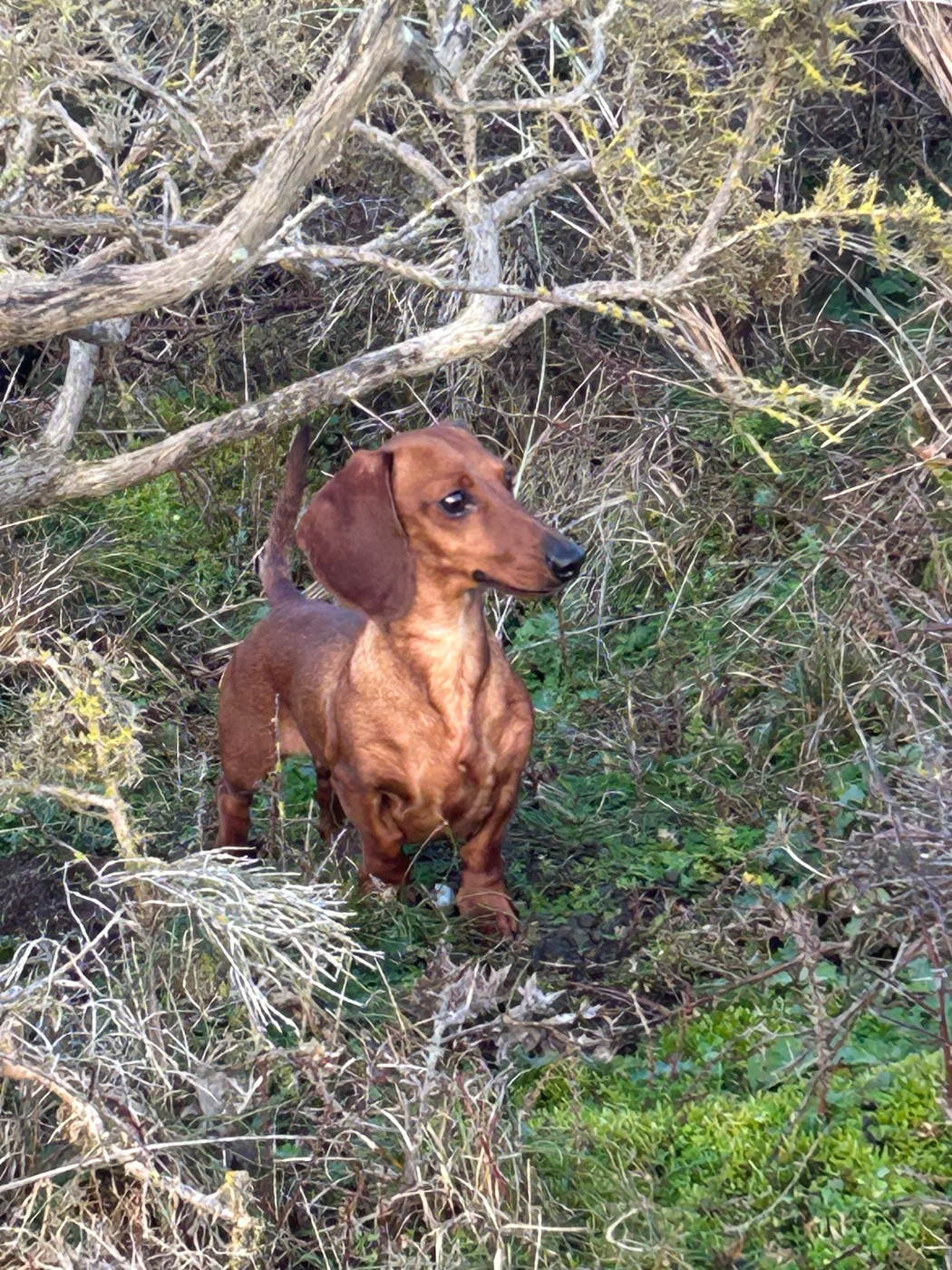 Les teckels en mode " chasse"