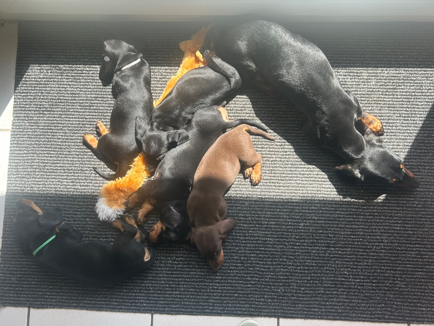 Des Stardachshund - Au soleil!.....