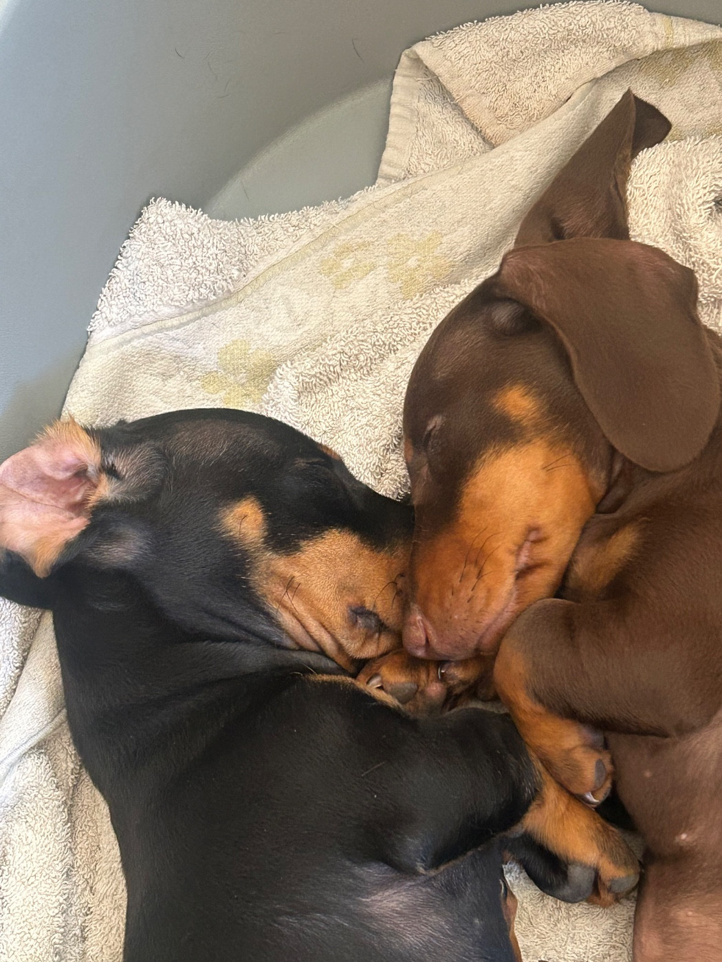 Les 2 derniers STARDACHSHUND !