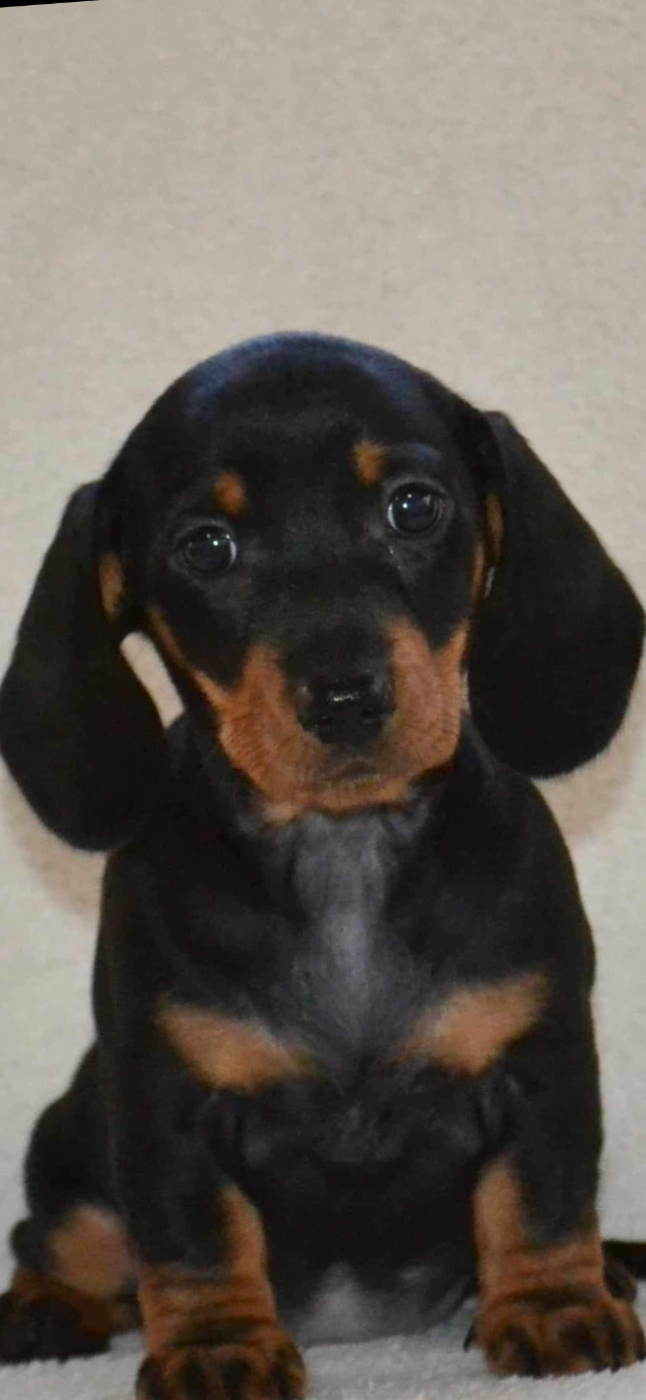 FORTUNA NEREA DE GRAYALA