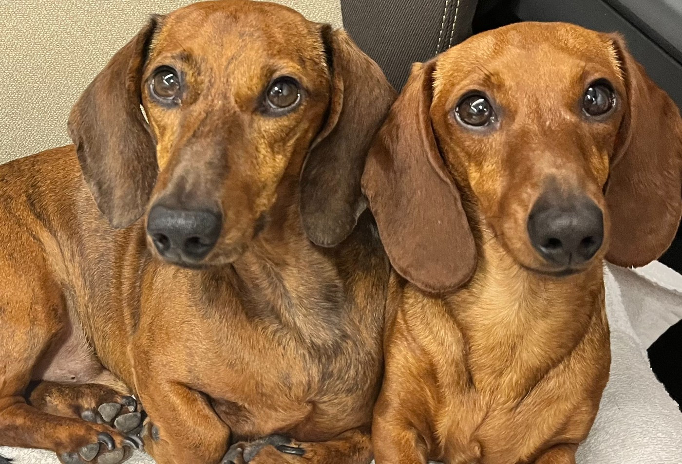 STARDACHSHUND..... La passion du teckel