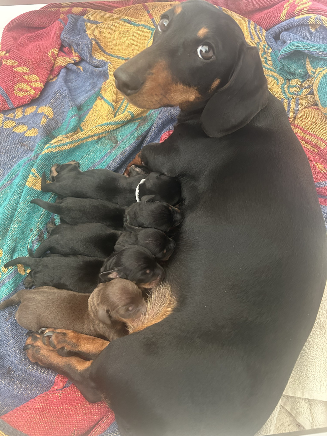 Chiot Teckel poil ras Des Stardachshund