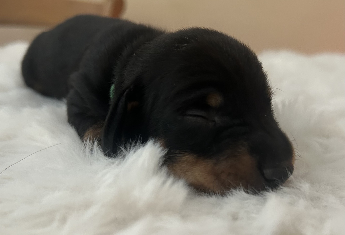 Des Stardachshund - Chiots disponibles - Teckel poil ras