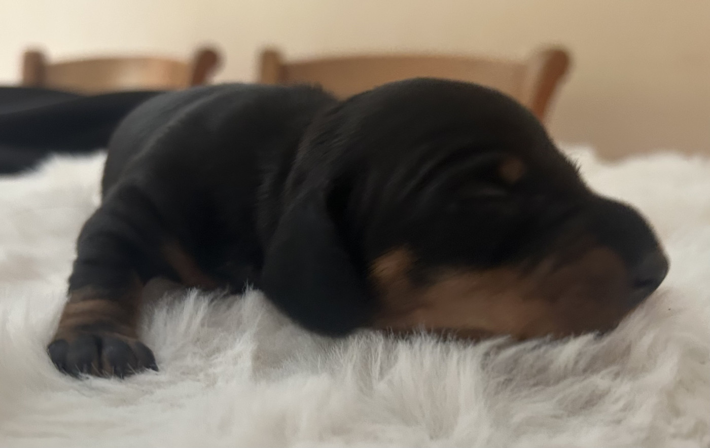 Des Stardachshund - Chiots disponibles - Teckel poil ras
